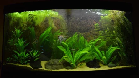 plants 2.webp