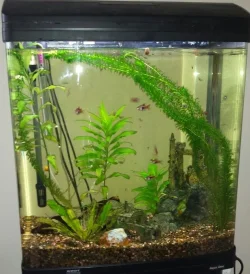 FTS.webp