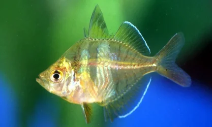 glass-fish.webp glass-fish.webp