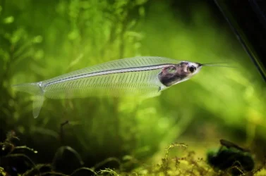 glass-catfish.webp glass-catfish.webp