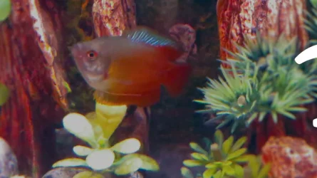 fish (0-00-00-00).webp