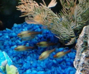 glowlight tetras1.webp