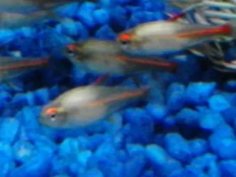 glowlight tetras closeup.webp
