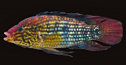 apistogramma_k.jpg apistogramma_k.jpg