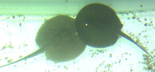 Stingray_1.jpg Stingray_1.jpg