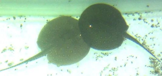 Stingray_1.webp