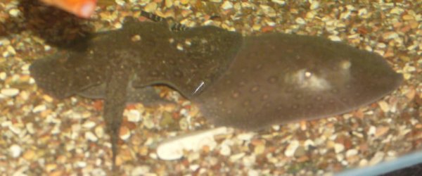 Stingray_2.jpg Stingray_2.jpg
