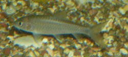 BlueMahseer.JPG BlueMahseer.JPG