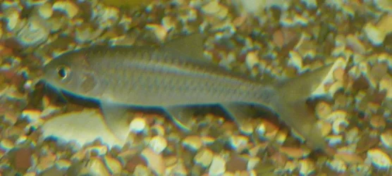 BlueMahseer.webp
