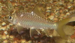 Redmahseer_1.JPG Redmahseer_1.JPG