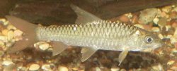 GoldenHimalayanMahseer_1.JPG