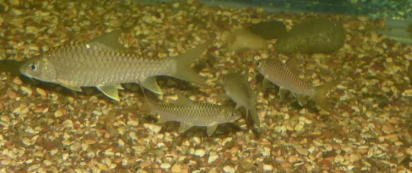 Empurau_Himalayan_Redmahseer_BlueMahseer.webp