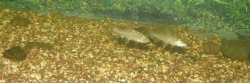 Himalayan_RedMahseer_1.jpg Himalayan_RedMahseer_1.jpg