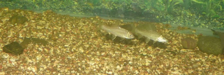 Himalayan_RedMahseer_1.webp