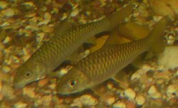 Himalayan_RedMahseer_2.JPG Himalayan_RedMahseer_2.JPG