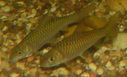 Himalayan_RedMahseer_2.JPG