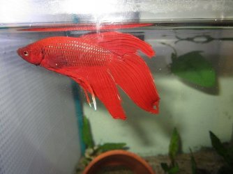 Festus pic 1.jpg Festus pic 1.jpg