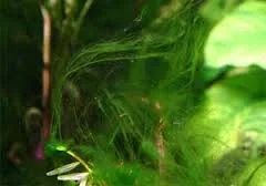 hair algae.webp