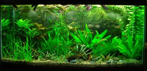 90g Jul 31-11.webp