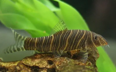 Botia striata1.webp