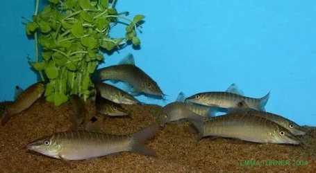 Tiger loach1.webp