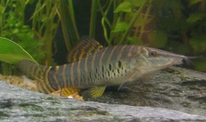 tiger loach2.webp