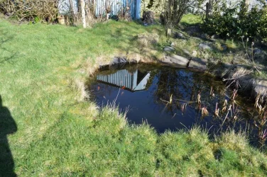pond 1.webp
