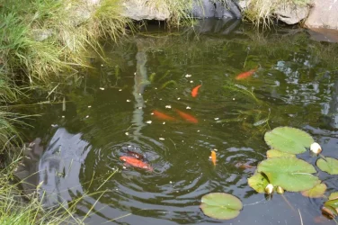 pond 2.webp
