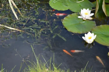 pond 3.webp