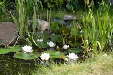 pond 4.webp