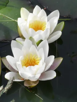pond 5.webp