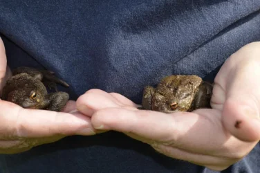 2 toads.webp