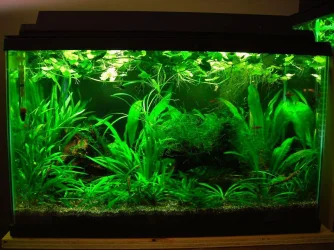 10g July 31-11.webp