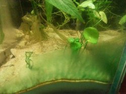 algae.jpg
