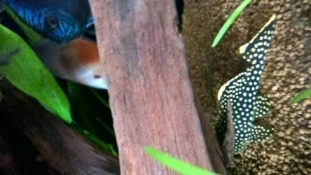 pleco1.webp
