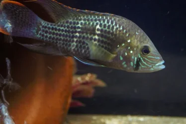 juv-rivulatus.webp juv-rivulatus.webp