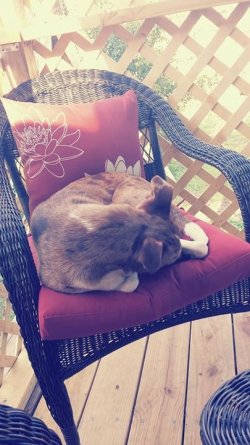 cat nap1.jpg cat nap1.jpg