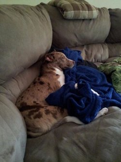 cat nap2.jpg cat nap2.jpg