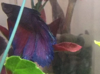 betta-1.webp