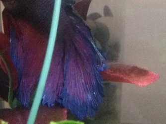 betta-2.webp