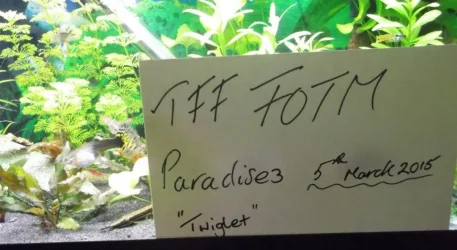 TFF FOTM ENTRY (2).webp