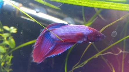 fish1.webp