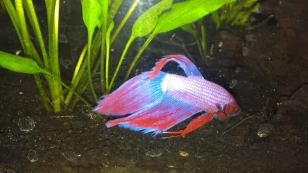 fish2.webp