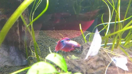 fish3.webp