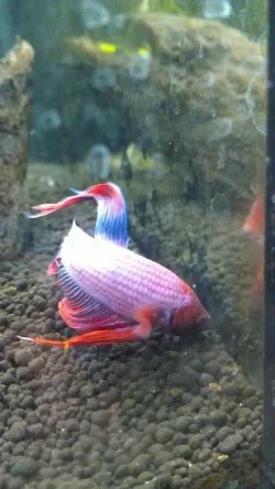 fish5.webp