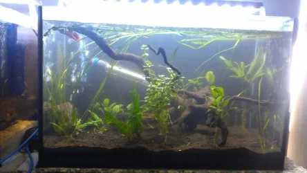 fish6.webp fish6.webp