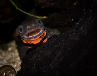 newt.webp