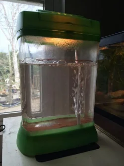 brine shrimp hatchery.webp