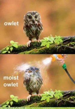 moist owlet.webp