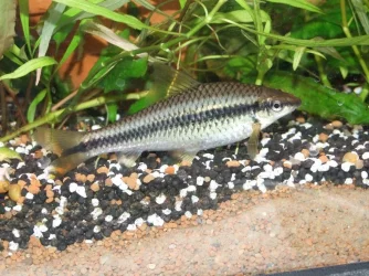 Moby the Goby 1243.webp